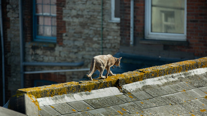 Lilac Oriental Shorthair cat walking along a rooftop