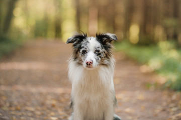 Border Collie dog in a beautiful autumn park.