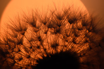 Abstract dandelion flower background. Seed macro closeup. Soft focus . Spring nature