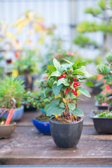 Japaness bonsai tree in Omiya bonsai villege at Saitama, Japan
