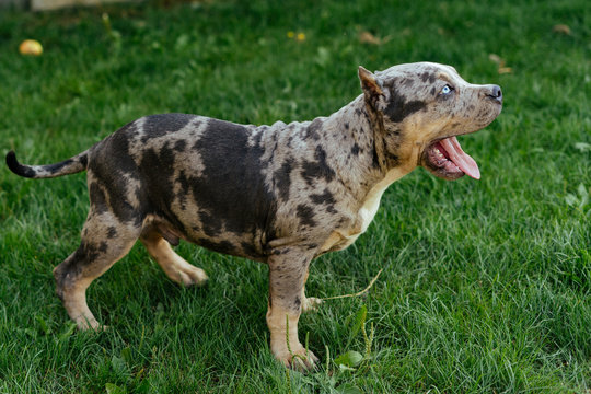 Cute bully dog puppy in the shade Stock Adobe Stock