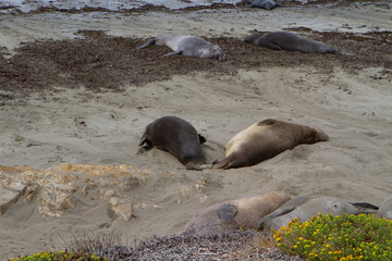 seaelefant on beach
