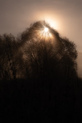 Beams of morning sun filtering through the tree and fog.