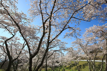 《Miyagi Prefecture, Japan》 Sakura in Matsushima