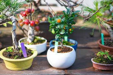 Japaness bonsai tree with fruit