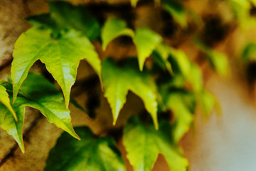 wall of common ivy. Usuable as a background or texture