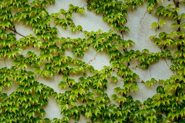 wall of common ivy. Usuable as a background or texture