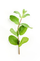 Green branch and leaf Mint isolated on white background. Set of peppermint. Mint Pattern. Flat lay. Top view.