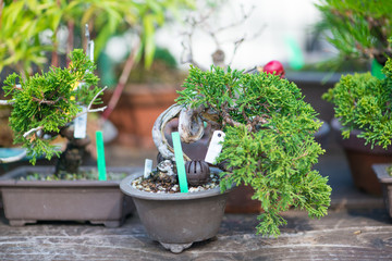 Japaness bonsai tree in Omiya bonsai villege at Saitama, Japan