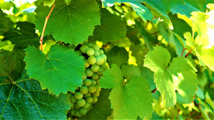 green grapes on the vine
