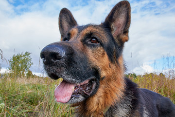 Dog German Shepherd outdoors in an autumn day