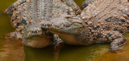 Obraz premium Crocodiles du désert en couple tête contre tête au repos dans marigaux