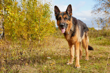 Dog German Shepherd outdoors in an autumn day