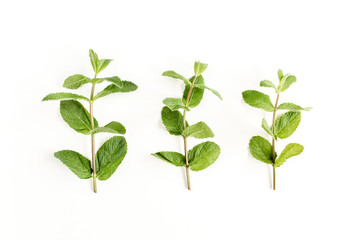 Green branchs and leaves Mint isolated on white background. Set of peppermint. Mint Pattern. Flat lay. Top view.