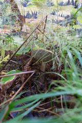 Autumn boletus mushroom Siberia forest
