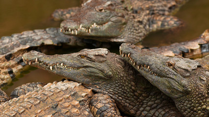 Crocodiles du désert en groupe les uns sur les autres