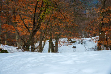 Alps, first snow, the paths are covered with snow in the forest.