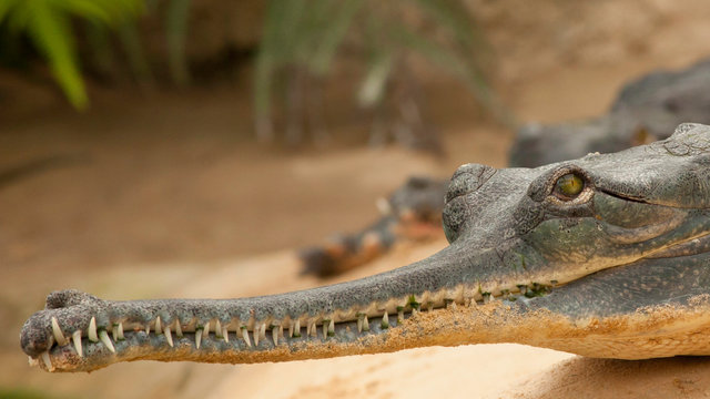 Crocodilde gavial du Gange &agrave; long museau et dents pointues sur berge de fleuve. Asie, Inde