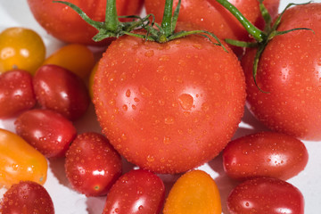 tomatoes on the vine