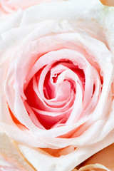 Flora pink pastel roses isolated. Blossom flower background wallpaper on wedding day. -Image