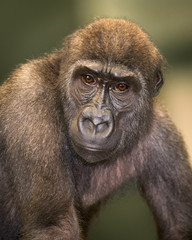 Obraz premium Young western lowland gorilla portrait