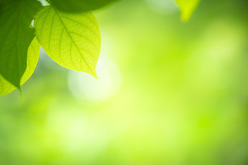 Fototapeta na wymiar Green nature background. Closeup view of green leaf with beauty bokeh under sunlight for natural and freshness wallpaper concept.