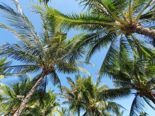 Fototapeta na wymiar Palm tree leafs and clear blue sky on the background. Summer sky image. Vacation in NhaTrang, Vietnam.
