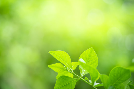 BEST "Green Nature IMAGES, PHOTOS & | Adobe Stock