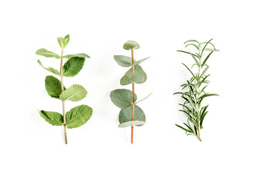 Fototapeta na wymiar Mix of herbs, green branches, leaves mint, eucalyptus, rosemary and plants collection on white background. Set of medicinal herbs. Flat lay. Top view.