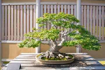 Fotobehang Japanese maple  bonsai in Omiya bonsai village at Saitama, Japan © khuntapol