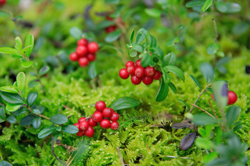 wild berry