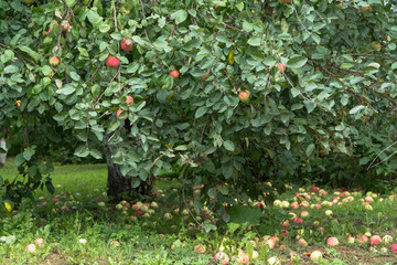 ripe apples on the ground in the garden