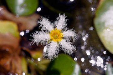 Beautiful white flower