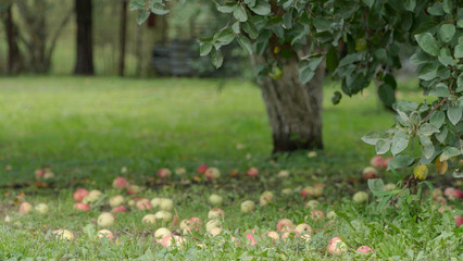 ripe apples on the ground in the garden