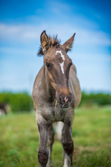 Close-up portrait of a village foal with a blurred background.