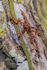 A group of red ants eating breakfast