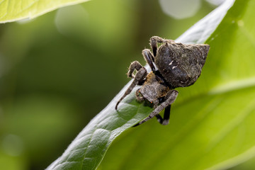Brown legged spider on the leaf