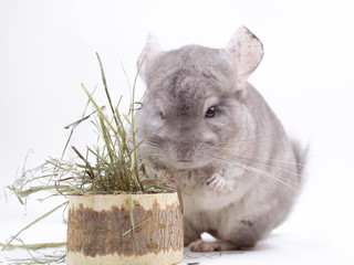 Сute furry chinchilla standing above stump with dry herbs on white background