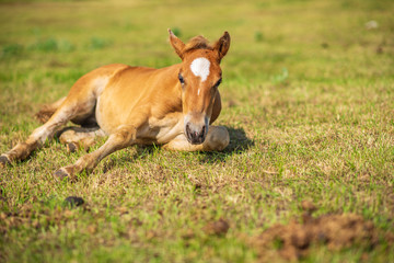 Naklejka na ściany i meble A small red foal lies on a green field. Photographed close up.