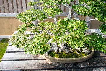 Japanese maple  bonsai in Omiya bonsai village at Saitama, Japan