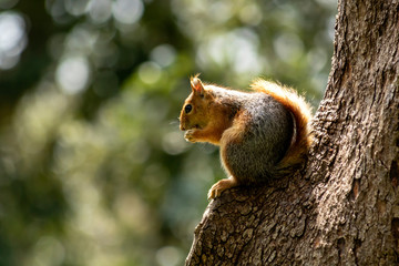 Red squirrel, Tamiasciurus hudsonicus.  Red squirrel with nuts.  A squirrel profile