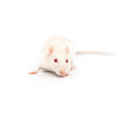 One little white rat on the white background