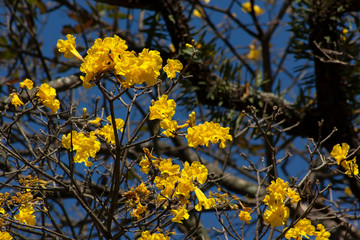 Ipê Amarelo IMG_9562