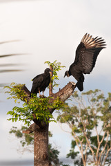 vulture in flight