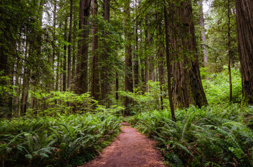Narrow footpath trhough a redwood sequoia forest in California in summer