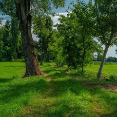 trees in the park