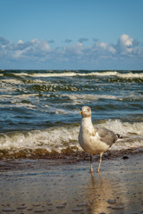 One of the best known seagulls on the shores of Western Europe is the European Herring Gull (Larus argentatus). It is one of the largest gulls and is found in large numbers. Concept: vacation and trav