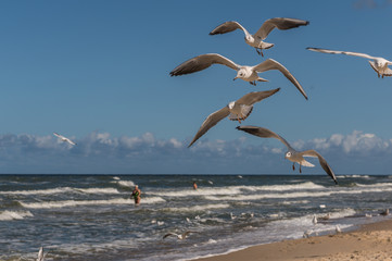 The black-headed gull (Chroicocephalus ridibundus) is a bird of the seagull (Laridae) family. This small gull species inhabits large parts of the northern Palearctic. Concept: vacation and travel or a