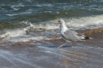 One of the best known seagulls on the shores of Western Europe is the European Herring Gull (Larus argentatus). It is one of the largest gulls and is found in large numbers. Concept: vacation and trav