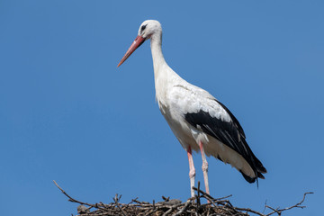 Stork on a big nest.